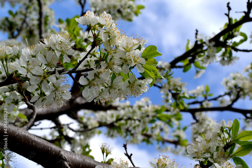 Beautiful floral spring abstract background of nature. Plum tree. Prunus Beautiful floral spring abstract background of nature. Plum tree. Prunus