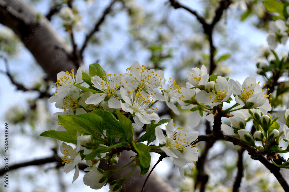 Obraz premium Beautiful floral spring abstract background of nature. Plum tree. Prunus