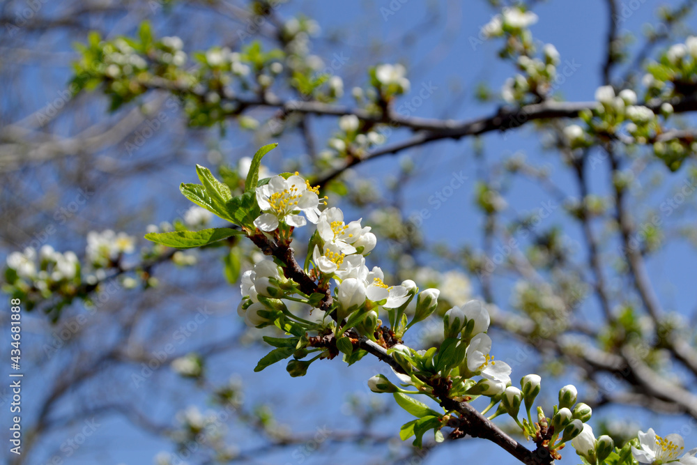 Beautiful floral spring abstract background of nature. Plum tree. Prunus Beautiful floral spring abstract background of nature. Plum tree. Prunus