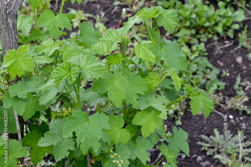 Black currant. Ribes nigrum. Beautiful green spring background of nature. Spring green flowers on a tree branch. Black currant in bloom. Gardening, garden, flower bed. House, field, farm, village