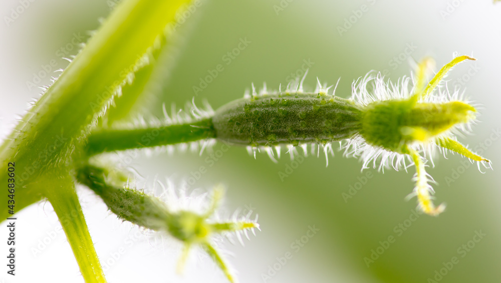 Close-up of a small cucumber with a flower. Close-up of a small cucumber with a flower.