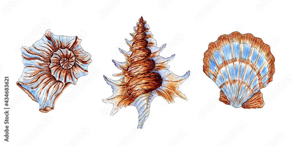 Obraz premium Watercolor illustration set of beautiful sea shells in beige and blue colors. Underwater world. Tropical oyster shell. External skeleton of molluscs, security, home. Isolated over white background.