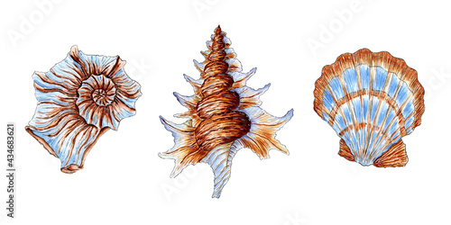 Watercolor illustration set of beautiful sea shells in beige and blue colors. Underwater world. Tropical oyster shell. External skeleton of molluscs, security, home. Isolated over white background.