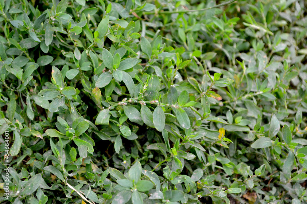 Obraz premium Knotweed bird. Polygonum aviculare. Spring landscape