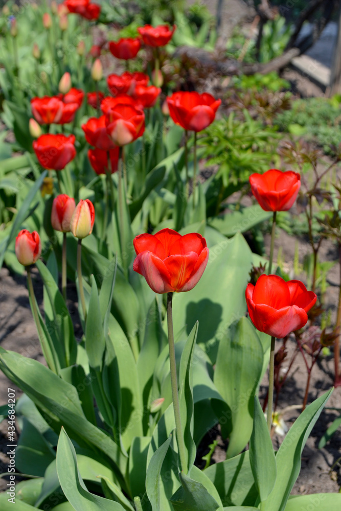 Tulipa. Perennial flowering plant. Beautiful background of nature. Tulip. Red flowers Tulipa. Perennial flowering plant. Beautiful background of nature. Tulip. Red flowers