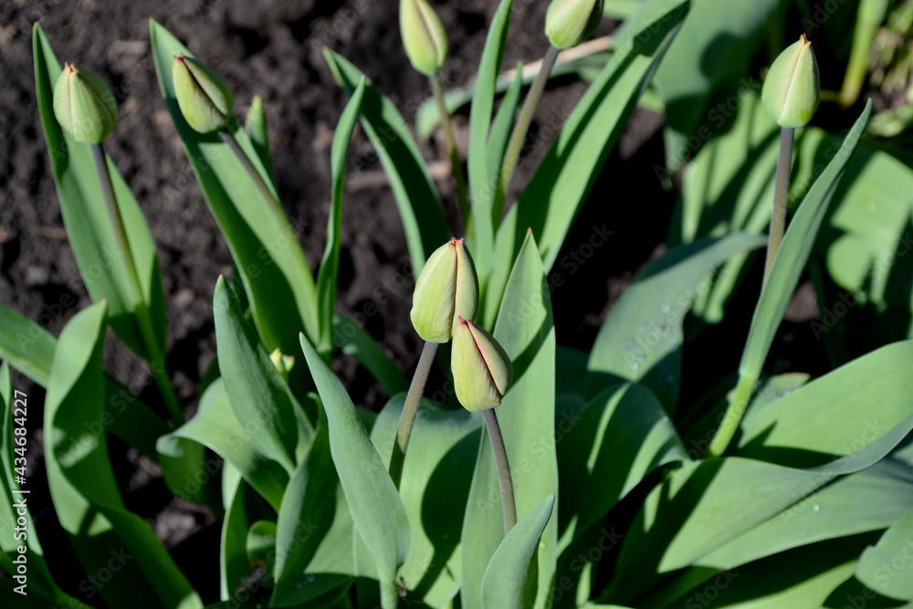 Naklejka premium Tulip. Tulipa. Perennial flowering plant. Beautiful flower abstract background of nature. Spring landscape. Green buds. Floriculture, home flower bed. Home garden, field