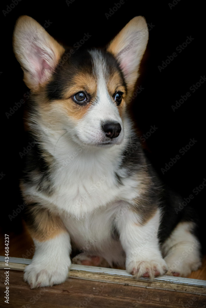 border collie puppy