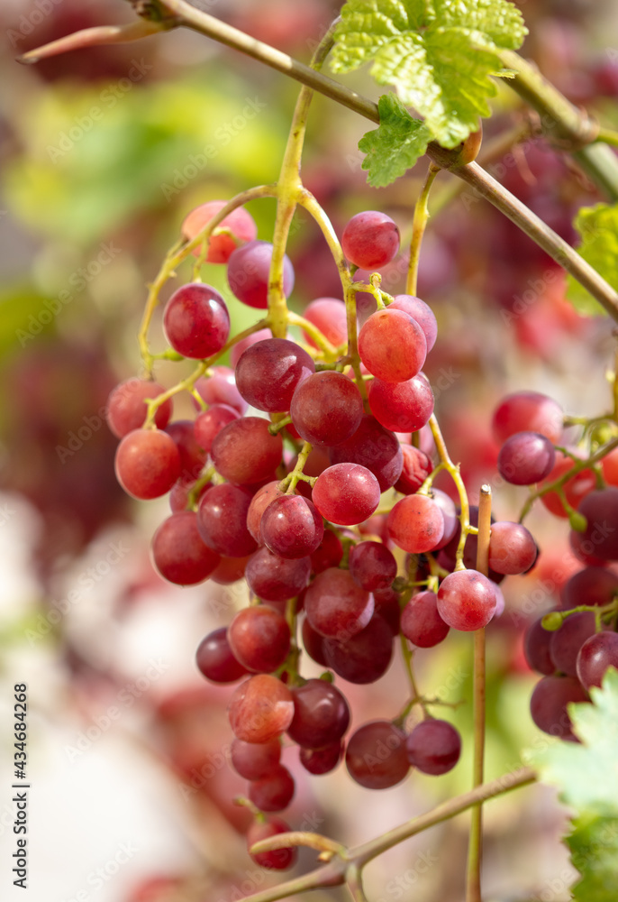 Red berries of grapes on a plant