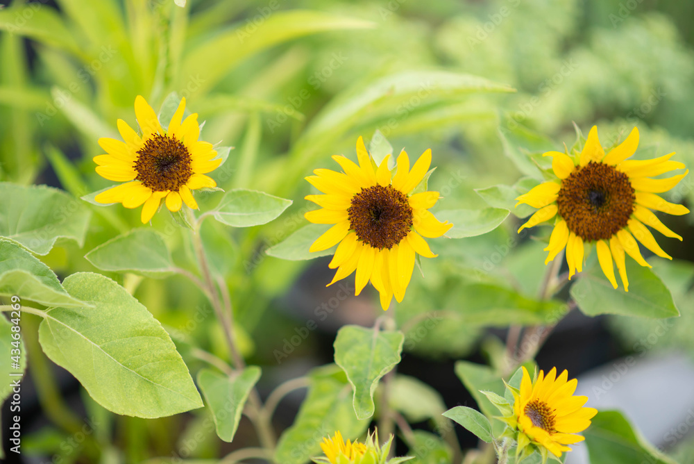 Mini sunflowers in the garden Mini sunflowers in the garden