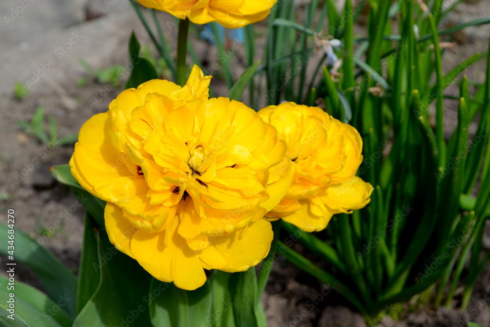 Beautiful flower abstract background of nature. Spring landscape. Tulip. Tulipa Beautiful flower abstract background of nature. Spring landscape. Tulip. Tulipa