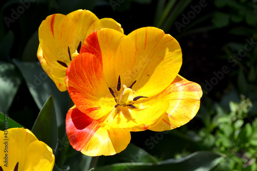 Tulip. Tulipa. Perennial flowering plant. Beautiful flower abstract background of nature. Spring landscape. Yellow flowers