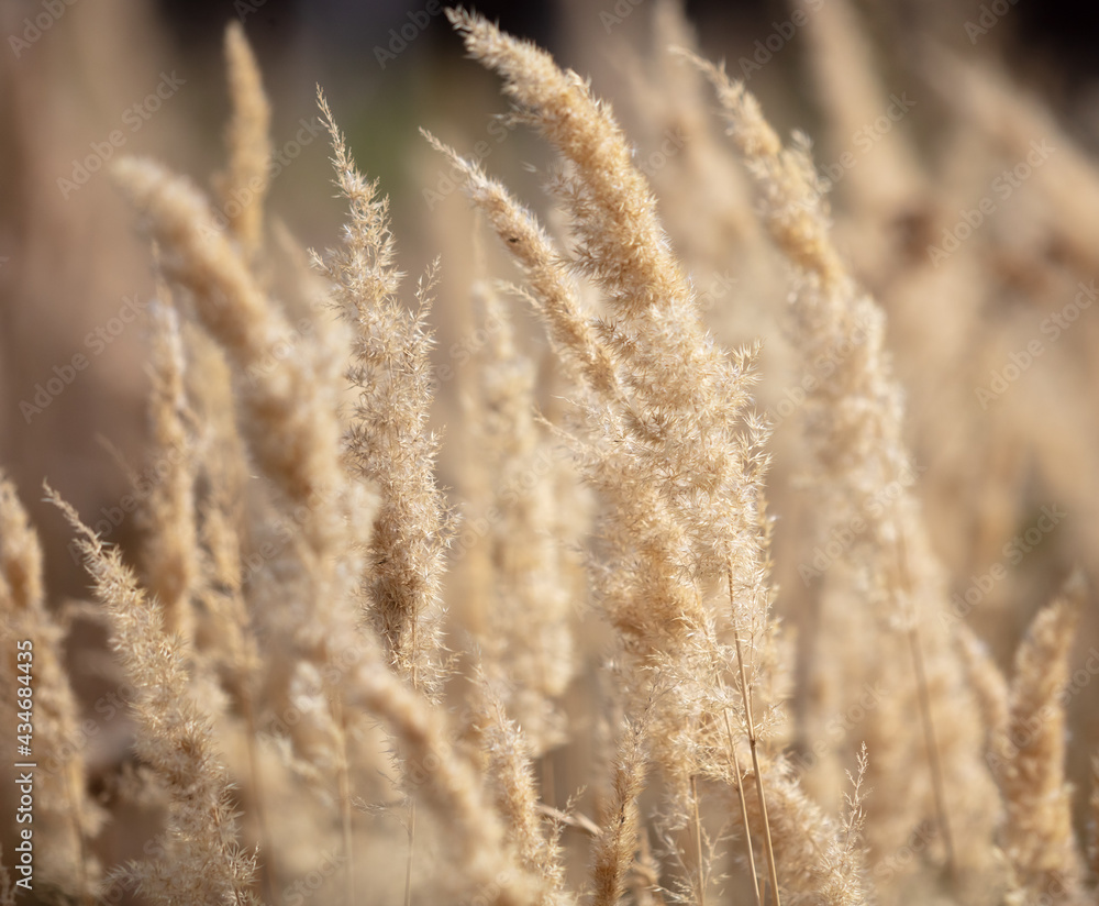 Dry ears of grass as a background. Dry ears of grass as a background.