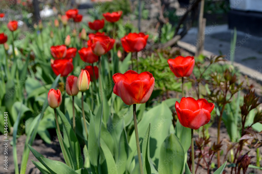 Beautiful flower abstract background of nature. Spring landscape. Tulip. Tulipa Beautiful flower abstract background of nature. Spring landscape. Tulip. Tulipa