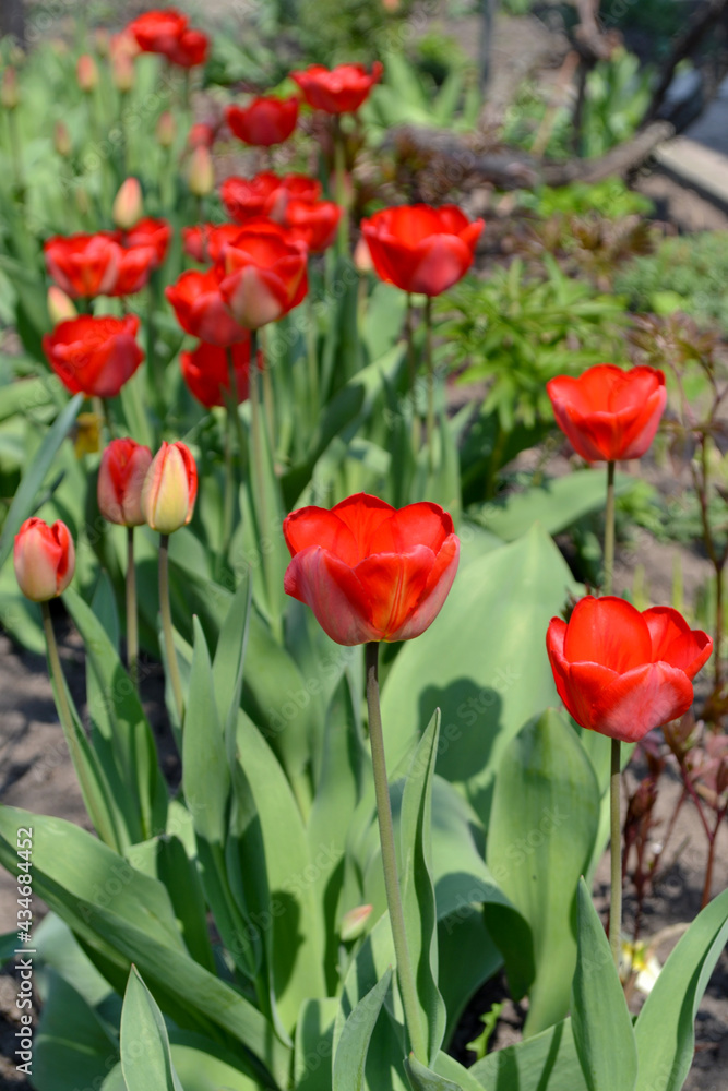 Beautiful flower abstract background of nature. Spring landscape. Tulip. Tulipa