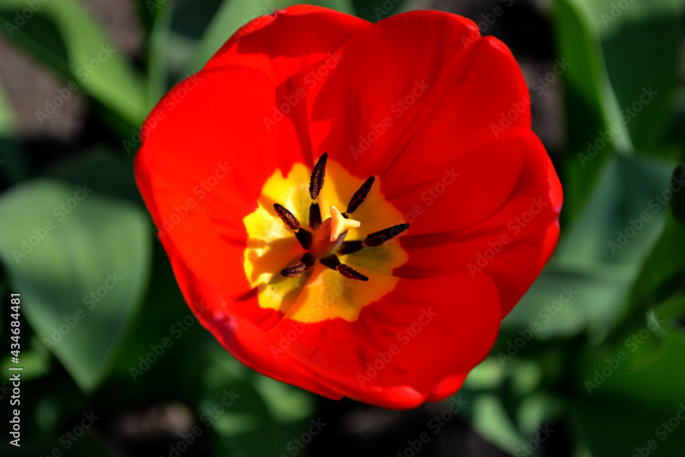 Beautiful flower abstract background of nature. Spring landscape. Tulip. Tulipa Beautiful flower abstract background of nature. Spring landscape. Tulip. Tulipa