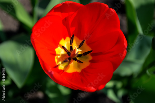 Beautiful flower abstract background of nature. Spring landscape. Tulip. Tulipa