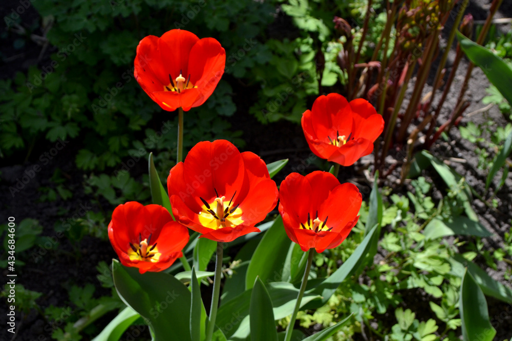 Perennial flowering plant. Tulip. Tulipa. Beautiful background of nature. Red flowers