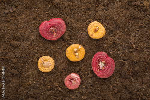 Colorful gladiolus flower bulbs on fresh dark brown soil. Closeup. Preparation for garden season in spring. Top down view.