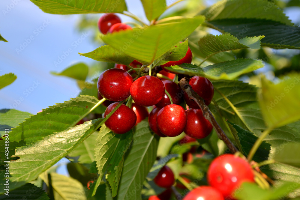 Beautiful background of nature. Sweet cherry. Prunus avium Beautiful background of nature. Sweet cherry. Prunus avium