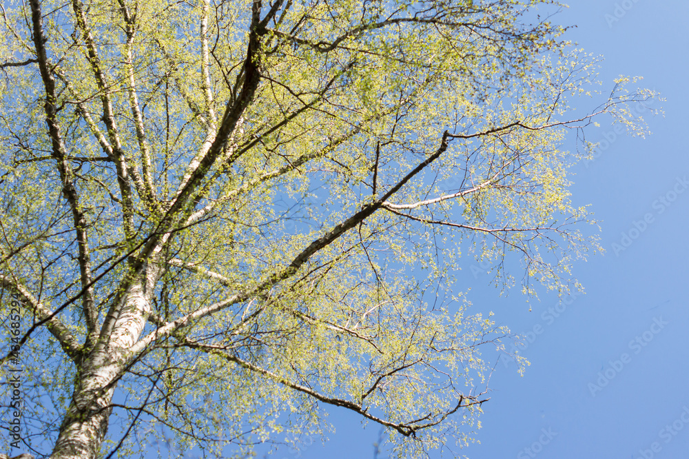 bottom view of spring burch tree on blue sky background, Natural backdrop bottom view of spring burch tree on blue sky background, Natural backdrop