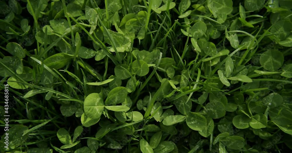 Close up shot of clover and grass growing in a garden. Handheld top down shot with wide angle lens. Close up shot of clover and grass growing in a garden. Handheld top down shot with wide angle lens.