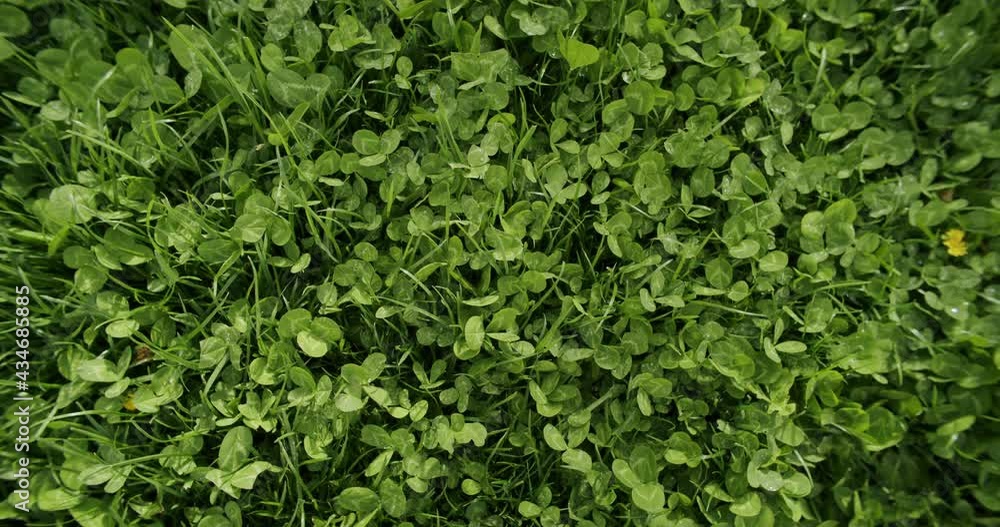 Medium wide top down shot of clover growing in a garden. Leafs slightly moving in the wind. Handheld top down shot. Medium wide top down shot of clover growing in a garden. Leafs slightly moving in the wind. Handheld top down shot.