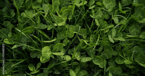 Wallpaper Mural Close up shot of clover and grass growing in a garden. Handheld top down shot with wide angle lens. Torontodigital.ca