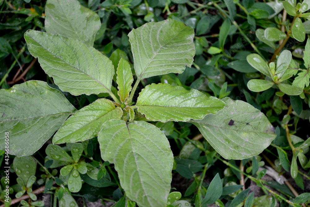 Amaranth. Amaranthus retroflexus. Annual herbaceous plant Amaranth. Amaranthus retroflexus. Annual herbaceous plant