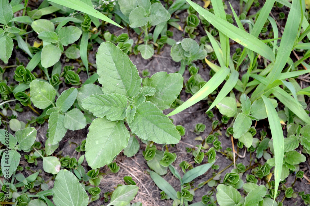 Amaranth. Amaranthus retroflexus. Annual herbaceous plant Amaranth. Amaranthus retroflexus. Annual herbaceous plant
