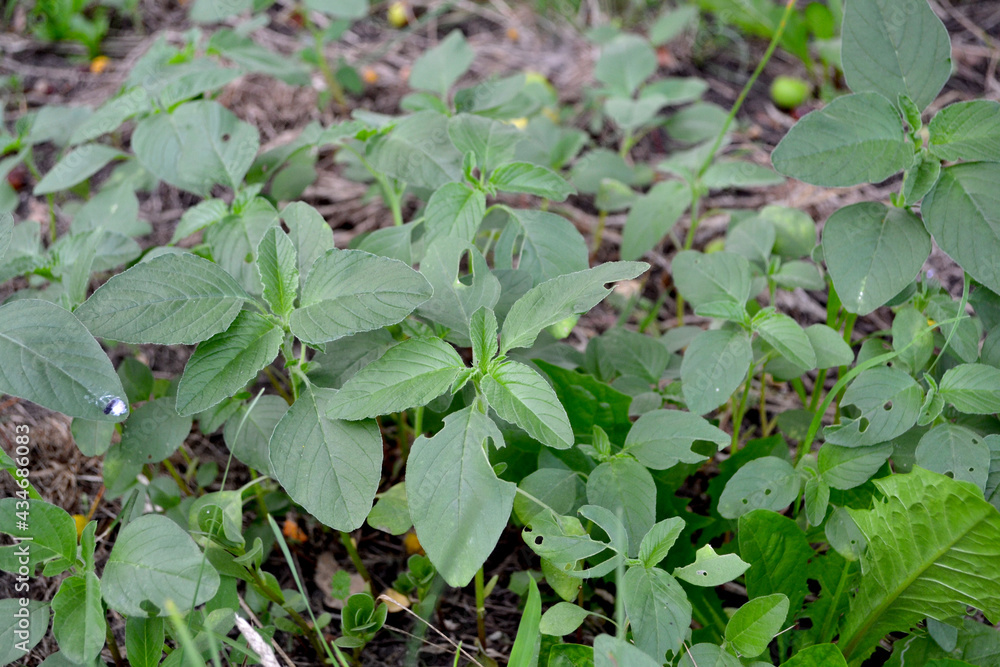 Amaranth. Amaranthus retroflexus. Annual herbaceous plant Amaranth. Amaranthus retroflexus. Annual herbaceous plant