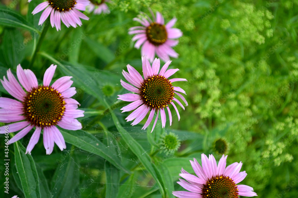 Obraz premium Summer landscape. Echinacea flower. Echinacea purpurea. Perennial flowering plant of the Asteraceae family. Beautiful flower abstract background of nature. Floriculture