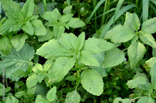 Wallpaper Mural Amaranth. Amaranthus retroflexus. Annual herbaceous plant Torontodigital.ca