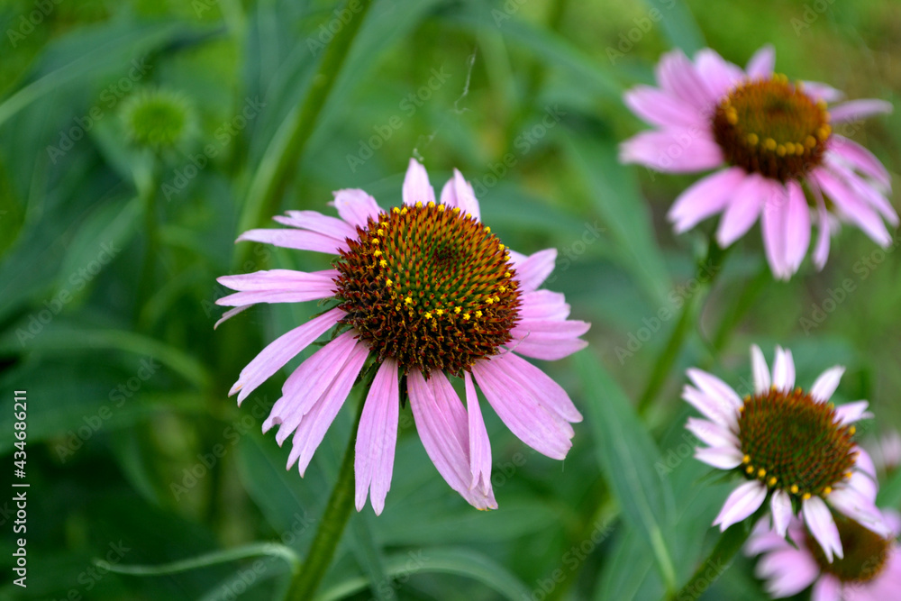 Fototapeta premium Echinacea flower. Echinacea purpurea. Perennial flowering plant of the Asteraceae family. Beautiful background of nature