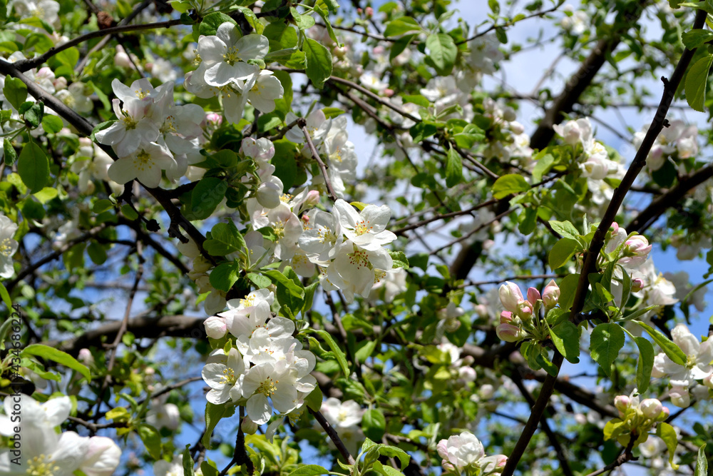 Malus. Apple tree. Beautiful floral spring abstract background of nature. Spring white flowers on a tree branch. Apple tree in bloom. Spring, seasons, white flowers of apple Malus. Apple tree. Beautiful floral spring abstract background of nature. Spring white flowers on a tree branch. Apple tree in bloom. Spring, seasons, white flowers of apple