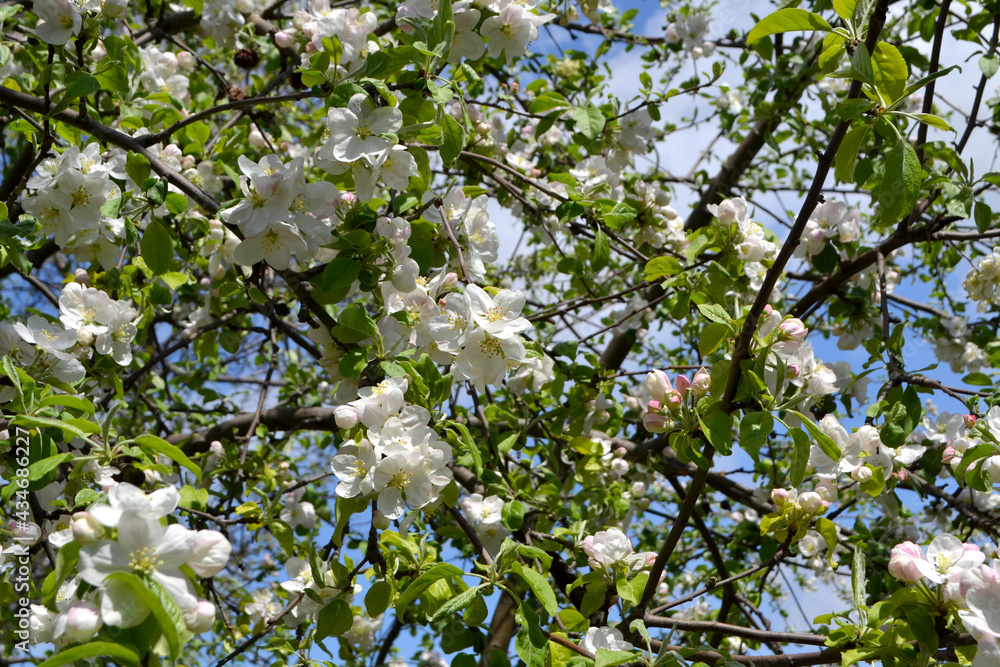 Malus. Apple tree. Beautiful floral spring abstract background of nature. Spring white flowers on a tree branch. Apple tree in bloom. Spring, seasons, white flowers of apple tree Malus. Apple tree. Beautiful floral spring abstract background of nature. Spring white flowers on a tree branch. Apple tree in bloom. Spring, seasons, white flowers of apple tree