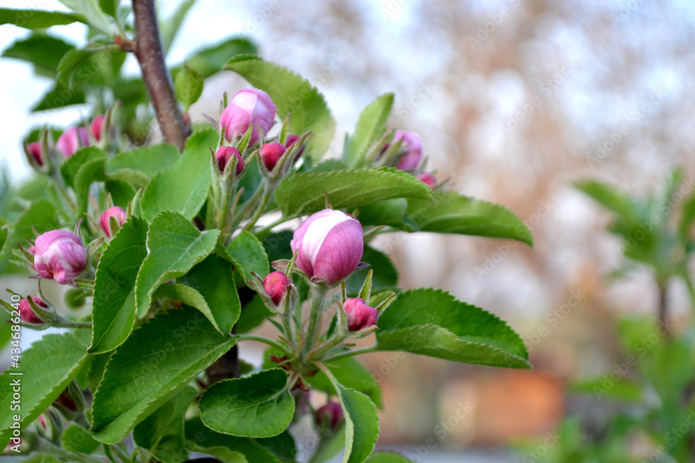 Malus. Apple tree. Beautiful floral spring abstract background of nature. Spring pink flowers on a tree branch. Apple tree in bloom. Spring, seasons, pink flowers of apple Malus. Apple tree. Beautiful floral spring abstract background of nature. Spring pink flowers on a tree branch. Apple tree in bloom. Spring, seasons, pink flowers of apple