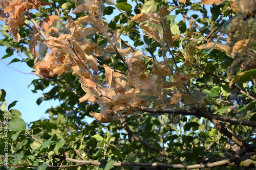 Summer abstract background of nature. Apple tree. Malus. Spider web on a Apple tree. Caterpillars. Pests on Apple tree branches. Summer, seasons. Gardening. Natural. House, field, farm