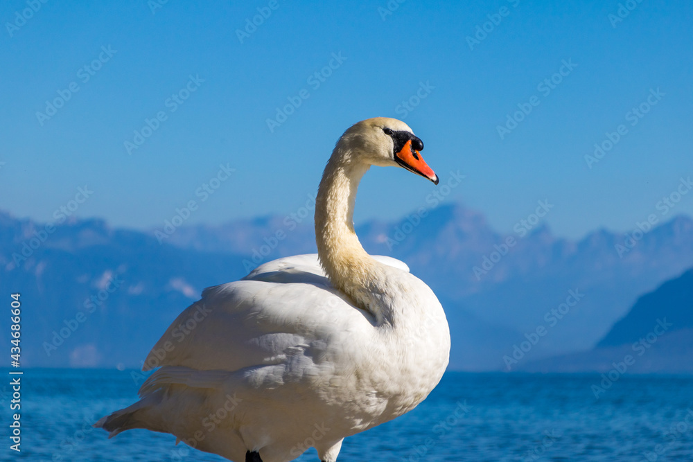 Fototapeta premium Cygne sur les rives du lac Léman à Lausanne (Canton de Vaud, Suisse)