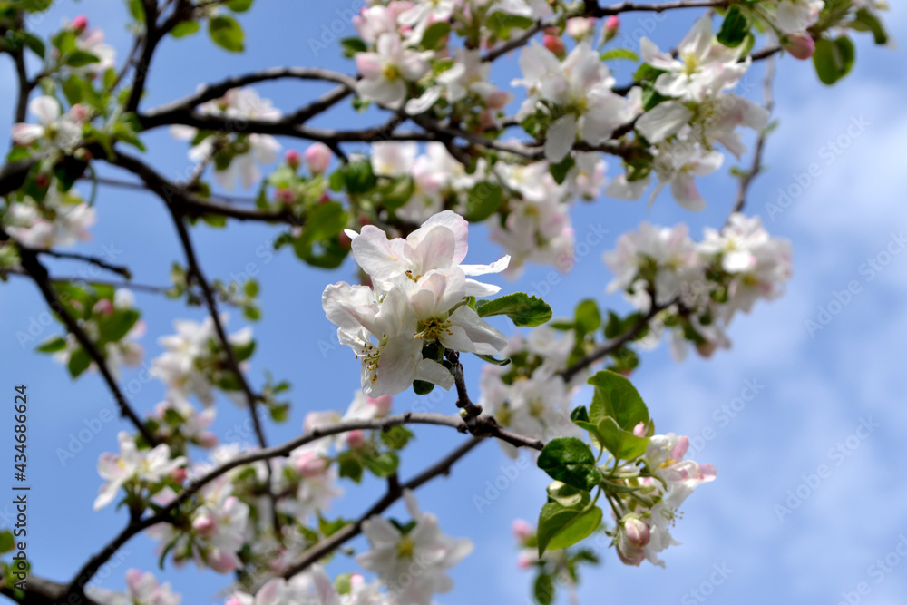 Apple tree. Beautiful floral spring abstract background of nature. Malus Apple tree. Beautiful floral spring abstract background of nature. Malus