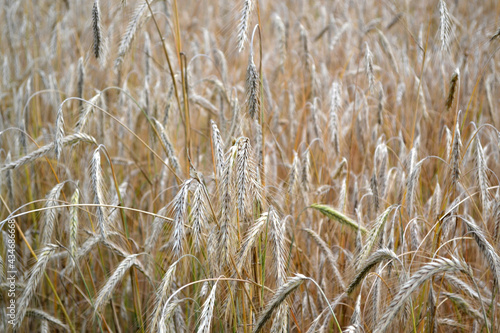 Barley. Cereal crops. Hordeum. Growing bread. Beautiful herbal abstract background of nature