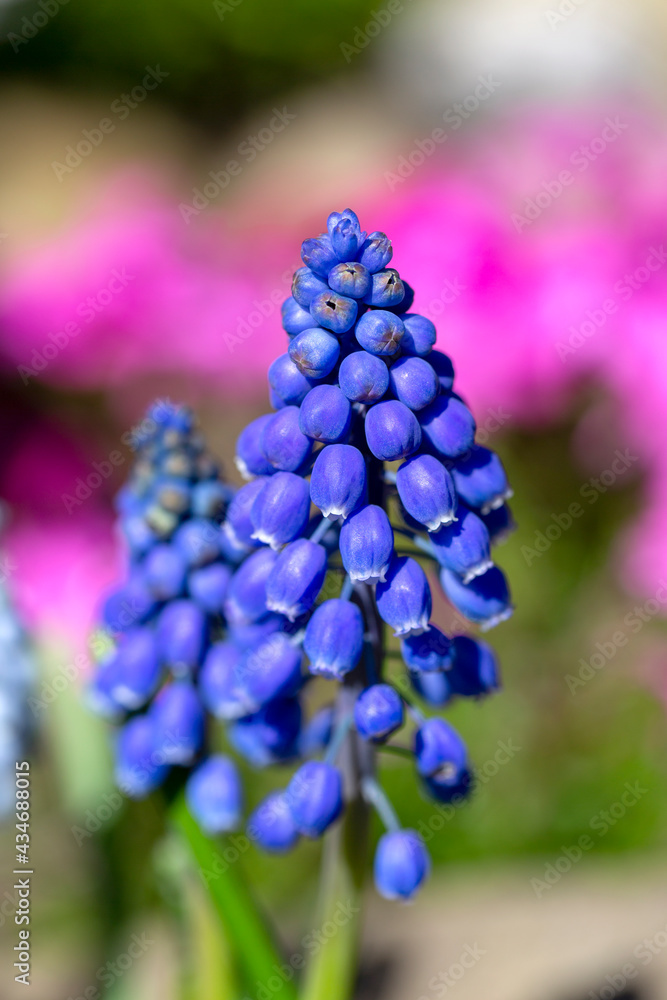 Beautiful flower of sapphire color Muscari blooming in the garden, close up Beautiful flower of sapphire color Muscari blooming in the garden, close up
