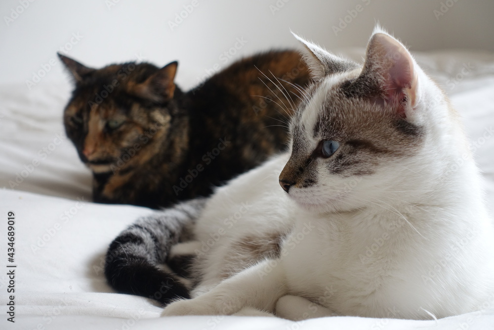 Chat blanc et chat tricolore qui se reposent Chat blanc et chat tricolore qui se reposent
