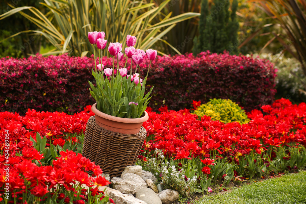 Lush flower beds in the summer garden, design and decoration of flower beds, tulips in the spring garden. Lush flower beds in the summer garden, design and decoration of flower beds, tulips in the spring garden.
