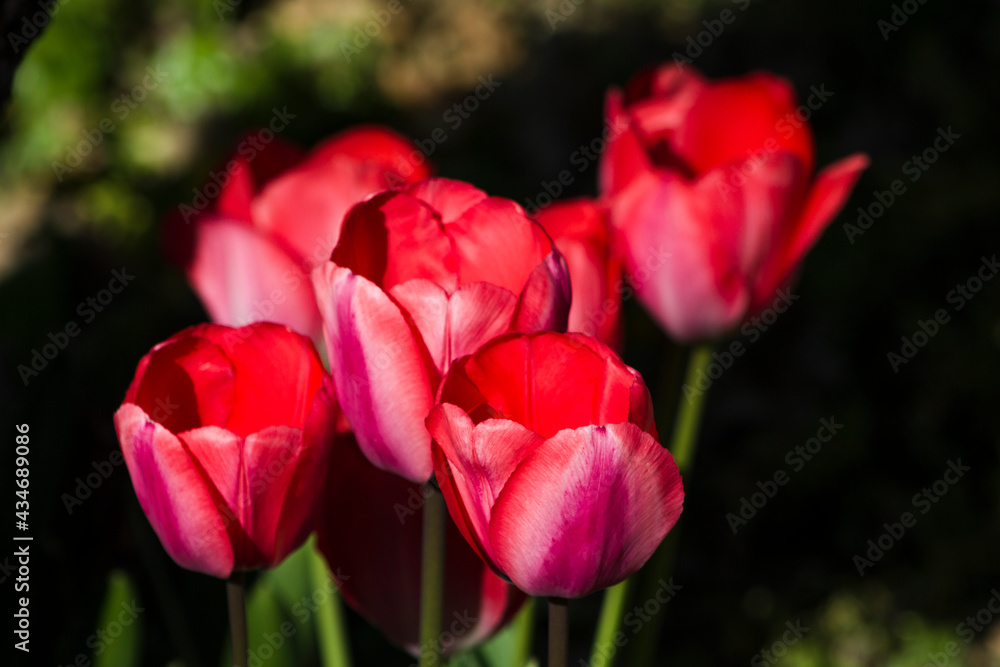 Fototapeta premium Fluorescent red tulips in an orchard.