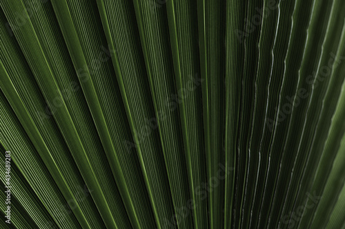 Abstract palm leaf texture and background