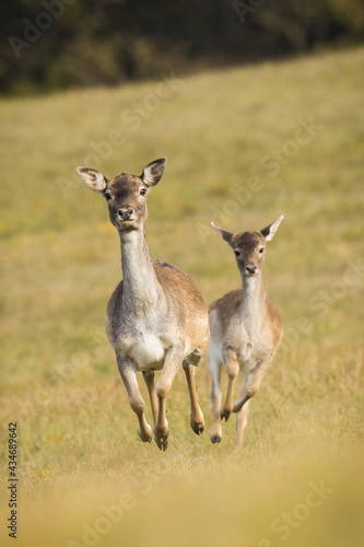 Two fallow deer, dama dama, running forward in vertical composition. Mother animal and its offspring spring away from danger. Wild animals approaching on a meadow.