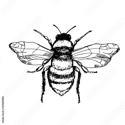 Vector engraving illustration of honey bee isolated on white background. Bee close-up in hand drawn style