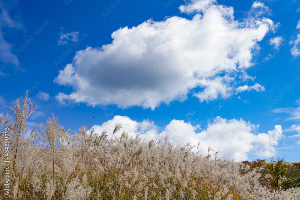 秋のススキと青空