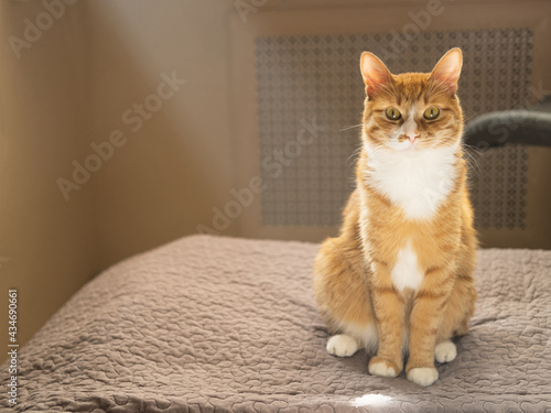 Bilde på lerret The cute and cool red cat sitting straight on the gray bedcover in the sunbeams with the place for your text