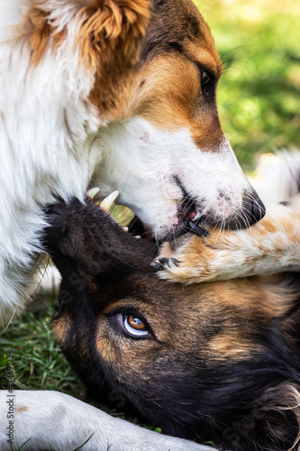 фотографія two dogs are playing on a meadow